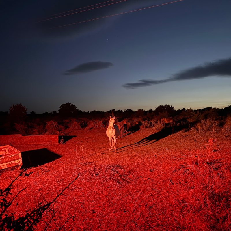 Cello EP cover art: a horse standing in a field lit red by a camera flash at dusk.